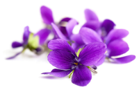 روغن بنفشه